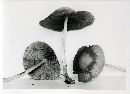 Psathyrella kauffmanii image