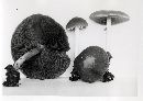 Psathyrella kauffmanii image