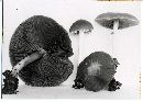 Psathyrella kauffmanii image