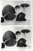 Psathyrella kauffmanii image