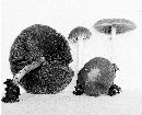 Psathyrella kauffmanii image