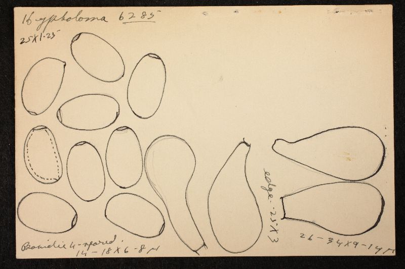 Psathyrella kauffmanii image