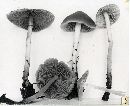 Psathyrella kauffmanii var. exannulata image