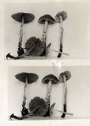 Psathyrella kauffmanii var. exannulata image