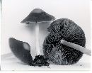 Psathyrella kauffmanii var. exannulata image