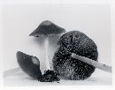 Psathyrella kauffmanii image