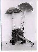 Psathyrella kauffmanii var. exannulata image