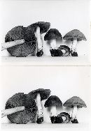 Psathyrella larga image