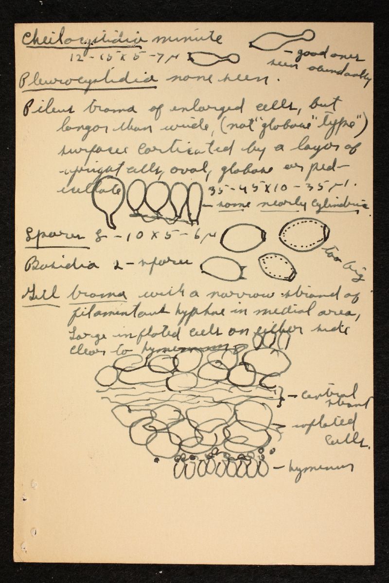 Psathyrella michiganensis image
