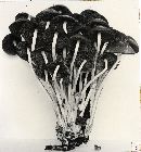 Psathyrella multipedata image