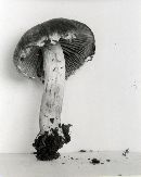 Psathyrella paradoxa image