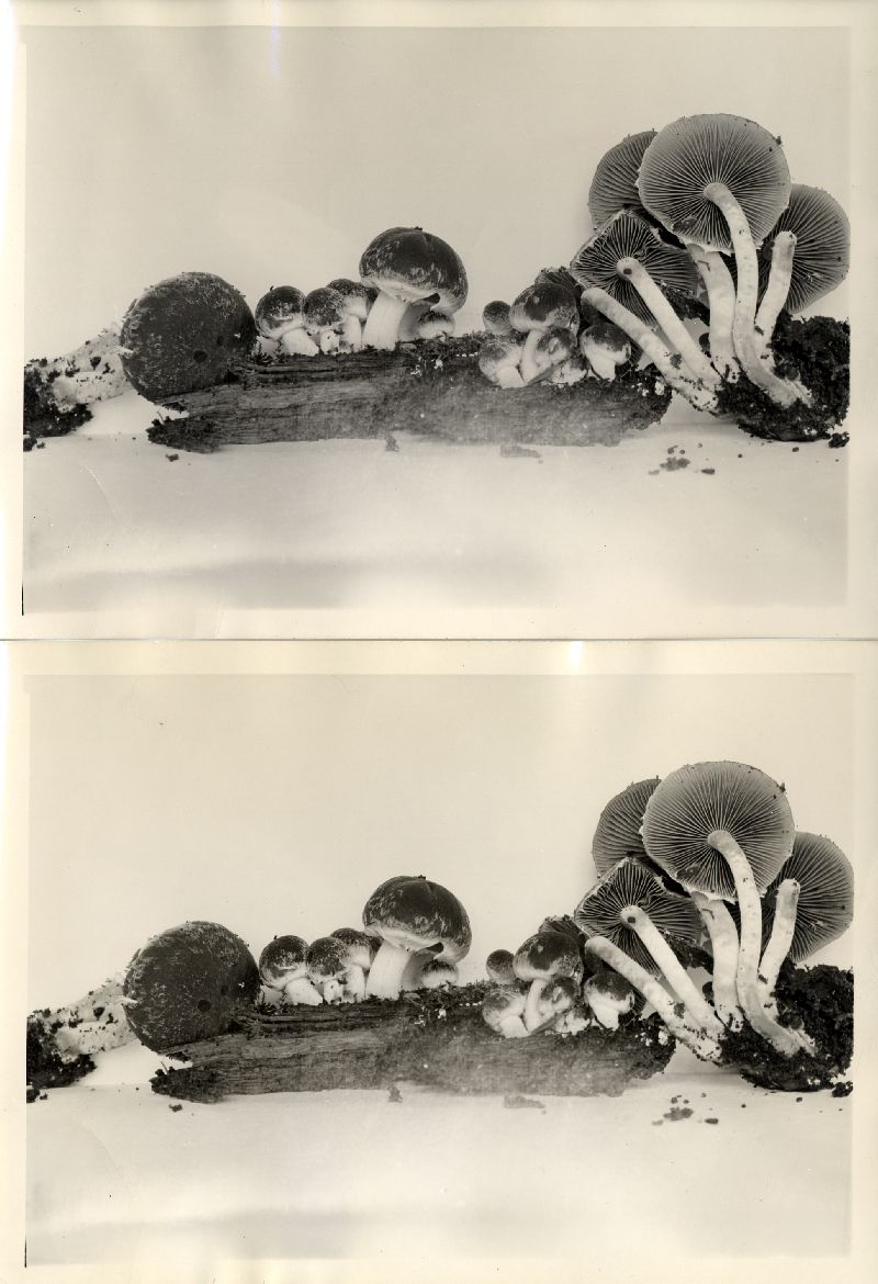 Psathyrella paradoxa var. paradoxa image