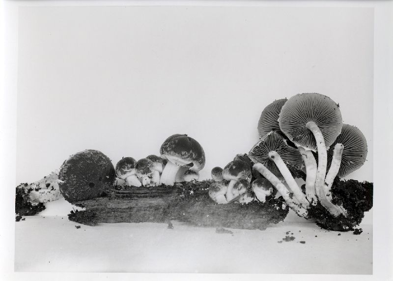Psathyrella paradoxa var. paradoxa image