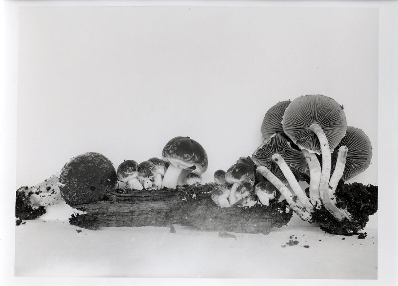 Psathyrella paradoxa image