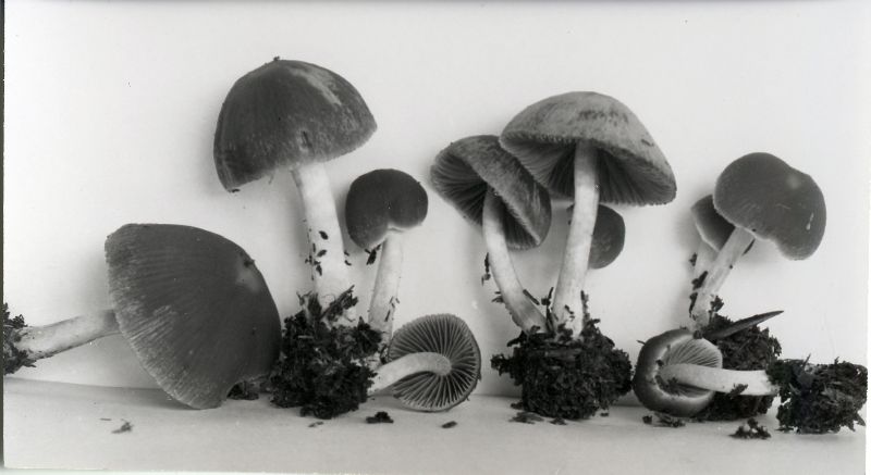 Psathyrella parvifibrillosa image
