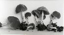 Psathyrella parvifibrillosa image