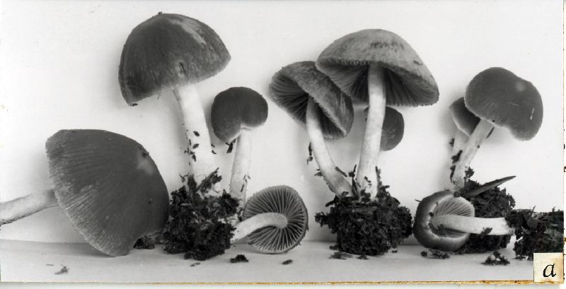 Psathyrella parvifibrillosa image