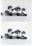 Psathyrella parvifibrillosa image