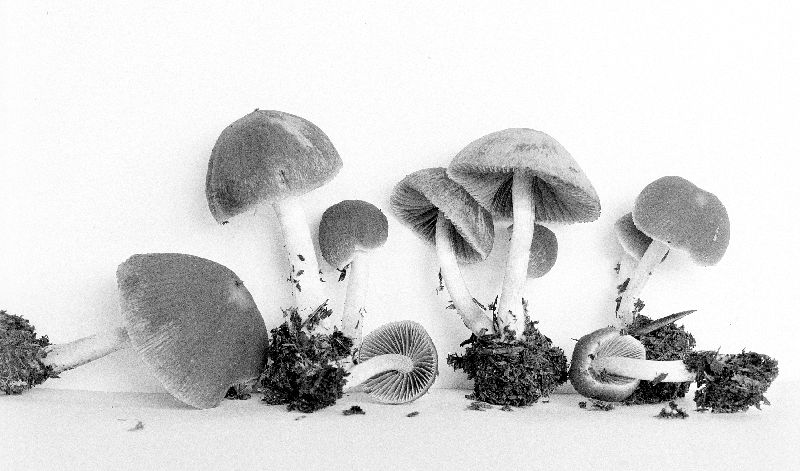 Psathyrella parvifibrillosa image
