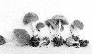 Psathyrella parvifibrillosa image