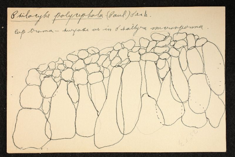 Psathyrella polycephala image
