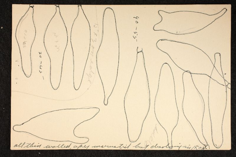 Psathyrella polycephala image