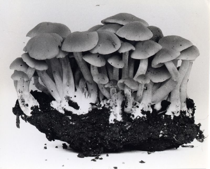 Psathyrella polycephala image