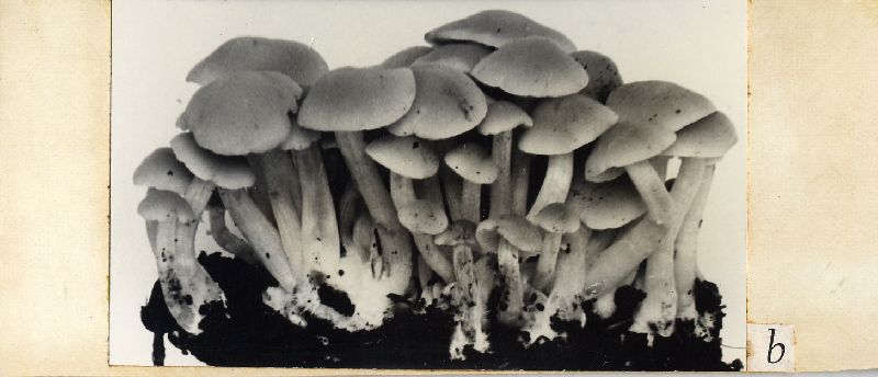 Psathyrella polycephala image