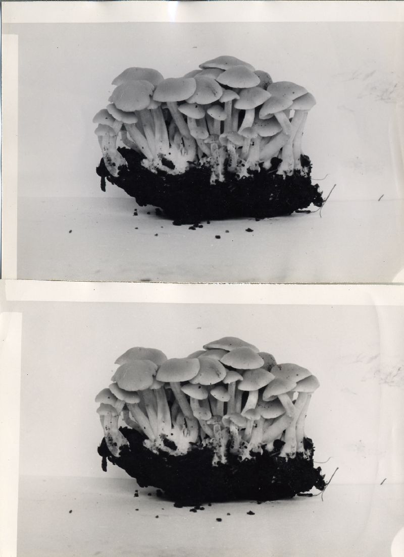 Psathyrella polycephala image