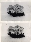 Psathyrella polycephala image