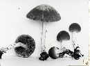 Psathyrella pseudovernalis image