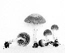 Psathyrella pseudovernalis image