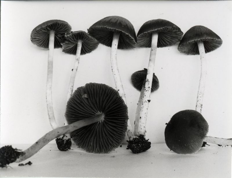Psathyrella pseudovernalis image