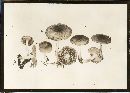 Psathyrella propinqua image