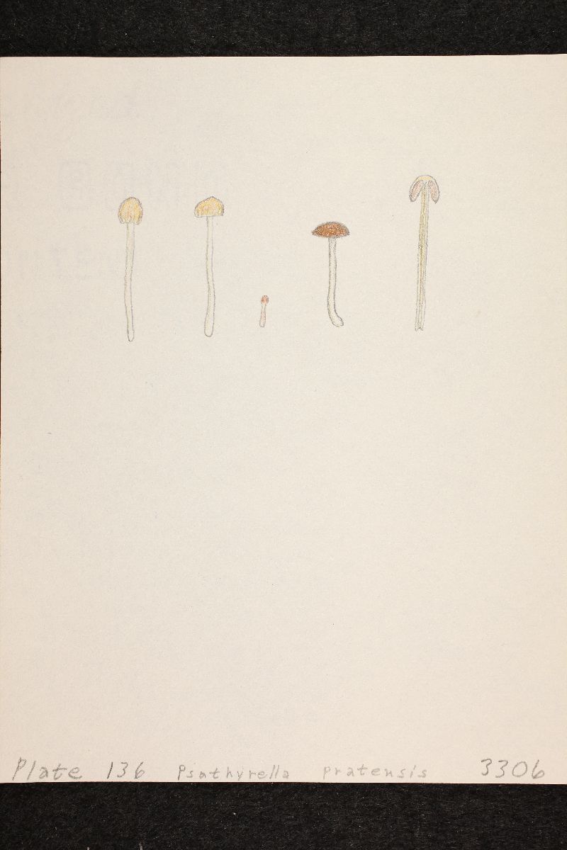 Psathyrella pratensis image