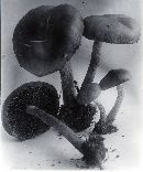 Psathyrella rugocephala image