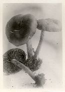 Psathyrella rugocephala image