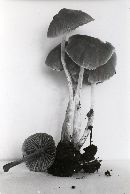 Psathyrella senex image