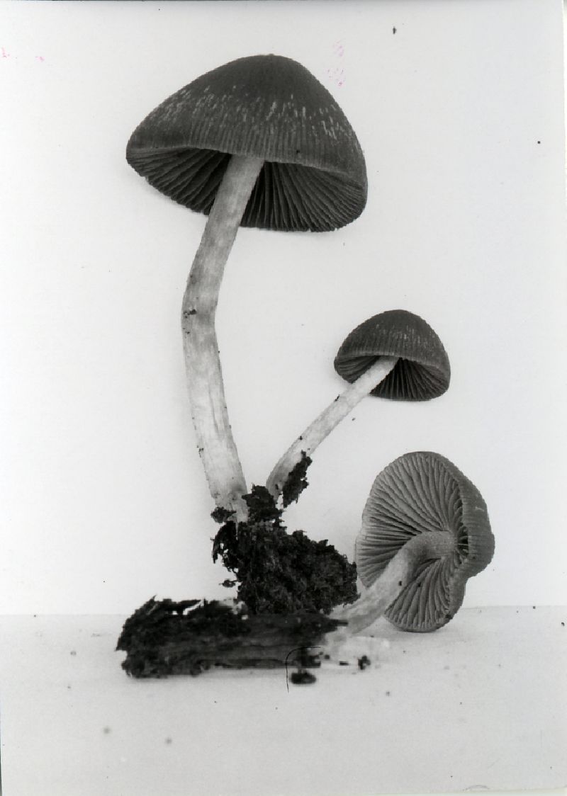 Psathyrella seminuda image