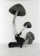 Psathyrella seminuda image