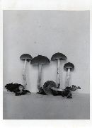 Psathyrella seminuda image