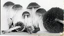 Psathyrella septentrionalis image