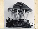 Psathyrella septentrionalis image