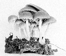 Psathyrella septentrionalis image