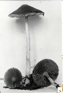 Psathyrella spadiceogrisea image