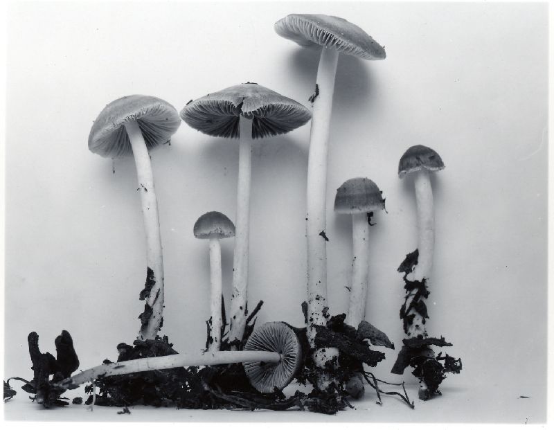 Psathyrella spadiceogrisea image