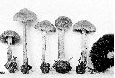 Psathyrella rigidipes image