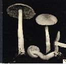 Psathyrella subagraria image