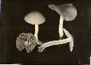 Psathyrella subagraria image