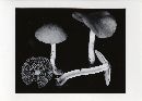 Psathyrella subagraria image